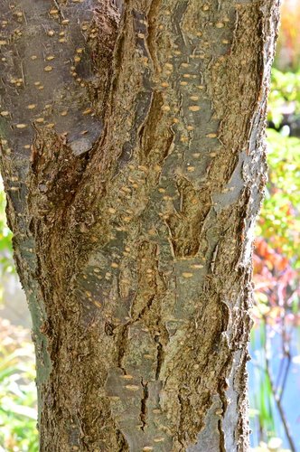 Syringa-reticulata-Bark-1-GLE21.JPG