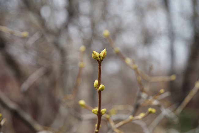 Syringa-vulgaris-&#x27;Fr.-John-Fiala&#x27;-Buds-Winter-HMS25