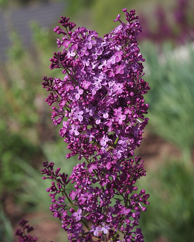 Syringa-vulgaris-&#x27;Yankee-Doodle&#x27;-Flowers-2-JWB23