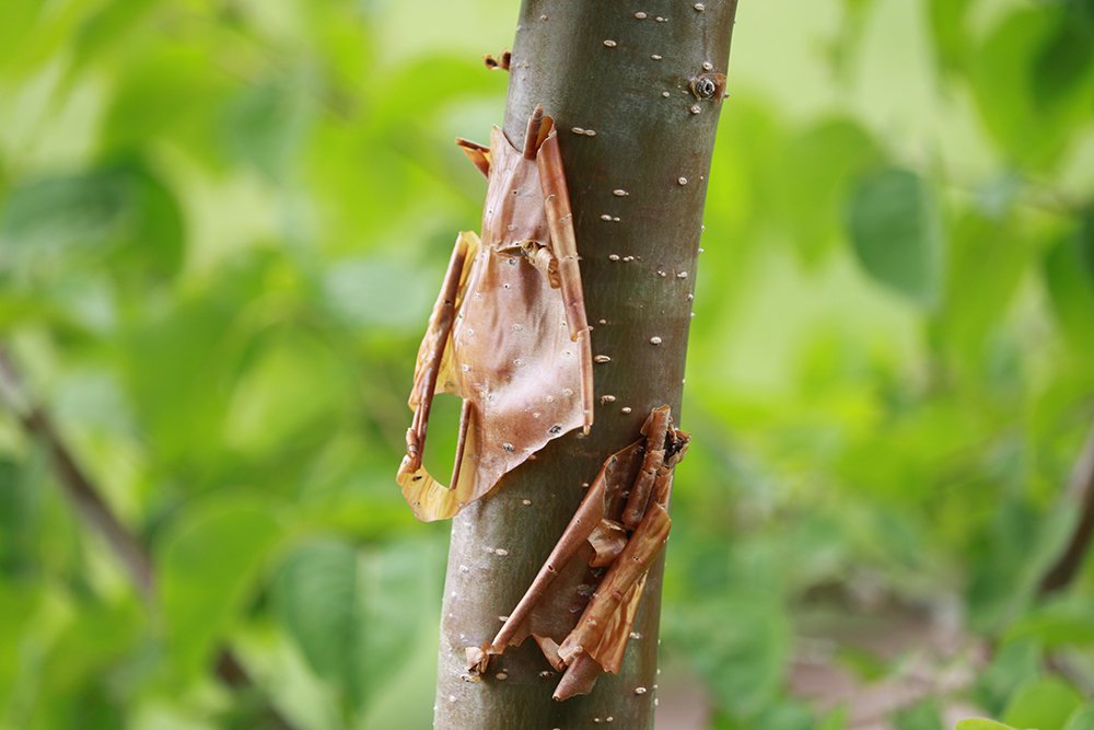 Syringa pekinensis 'Morton' Bark 1 KDW16.JPG