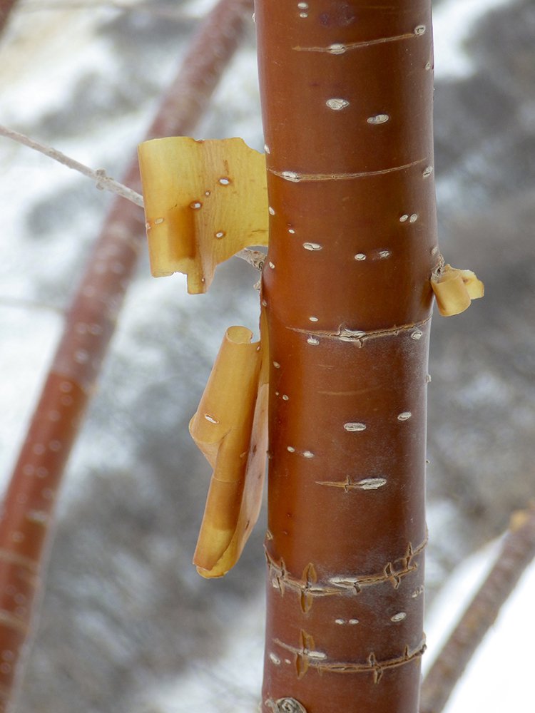Syringa pekinensis 'Morton' Bark 2 JWB18.JPG