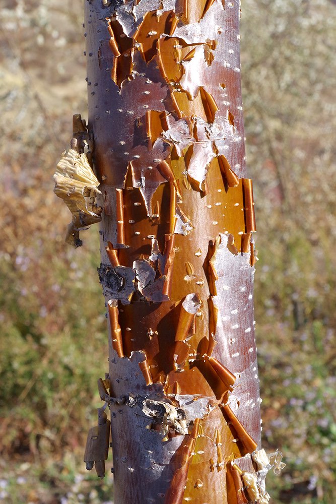 Syringa pekinensis 'Morton' Bark 2 JWB19.JPG