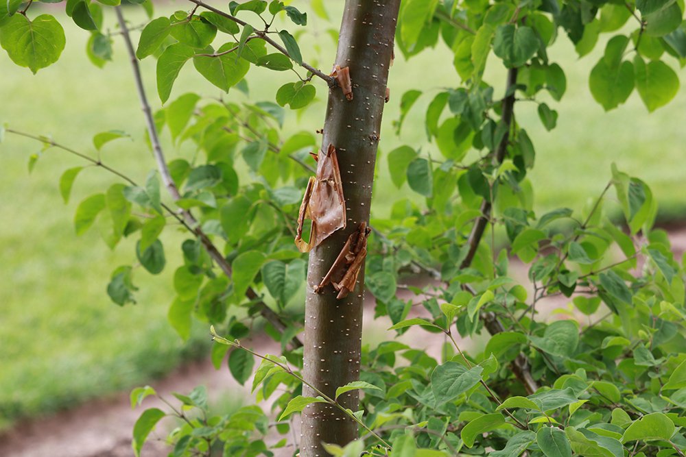Syringa pekinensis 'Morton' Bark 2 KDW16.JPG