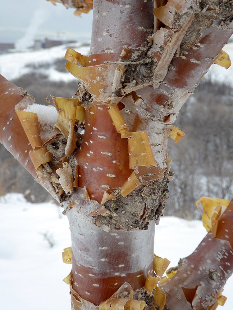 Syringa pekinensis 'Morton' Bark 3 JWB18.JPG