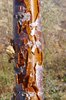 Syringa pekinensis 'Morton' Bark 3 JWB19.JPG