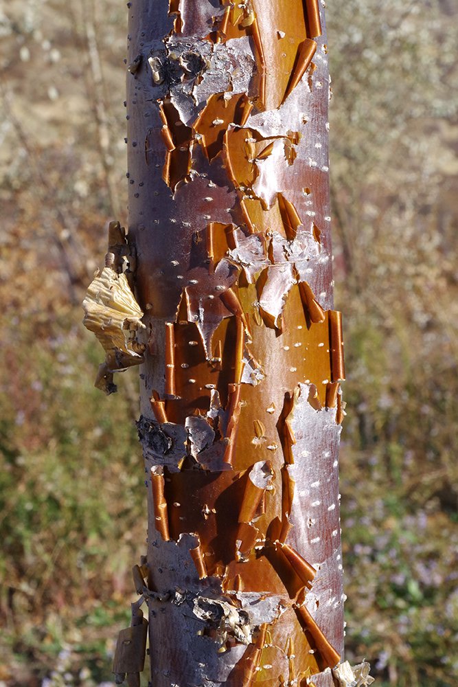 Syringa pekinensis 'Morton' Bark 4 JWB19.JPG
