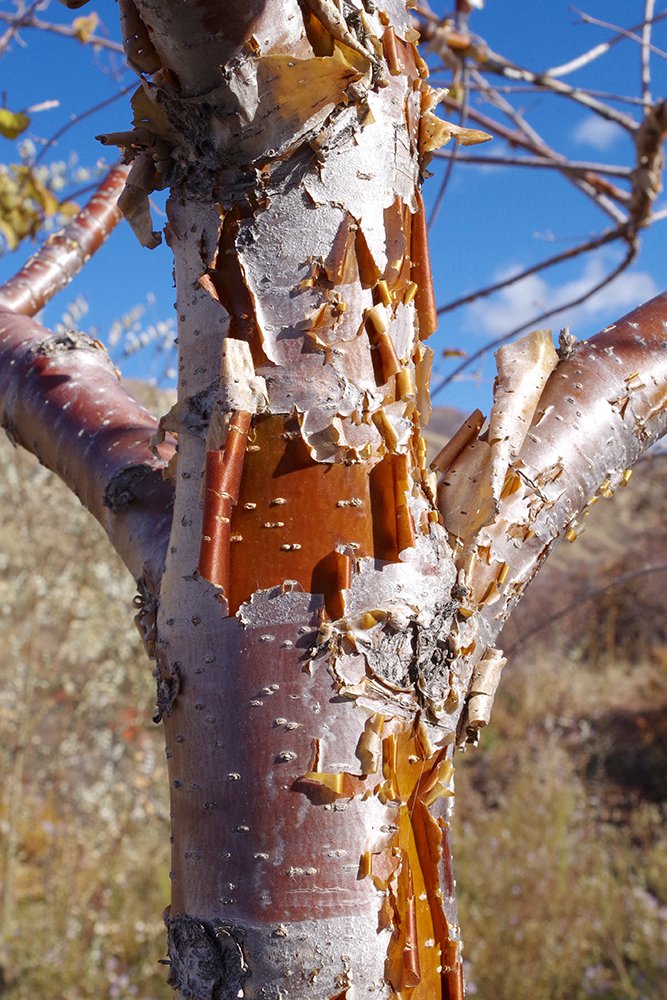 Syringa pekinensis 'Morton' Bark 5 JWB19.JPG