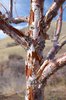 Syringa pekinensis 'Morton' Bark 8 HMS19.JPG