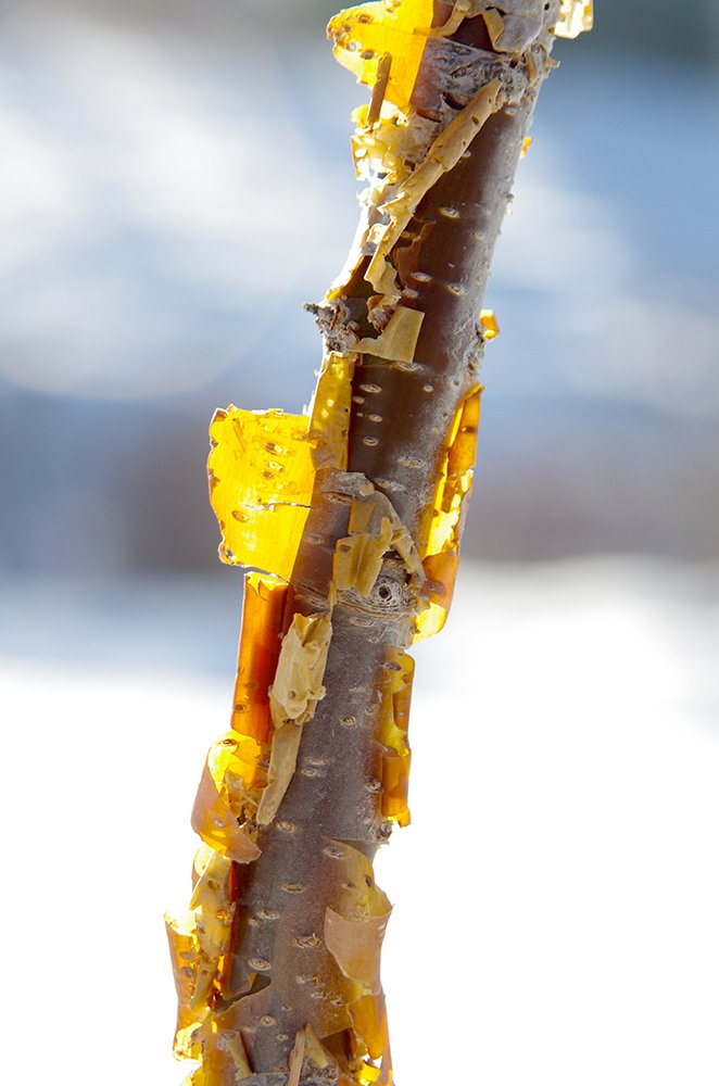 Syringa pekinensis 'Morton' Bark JWB13.JPG