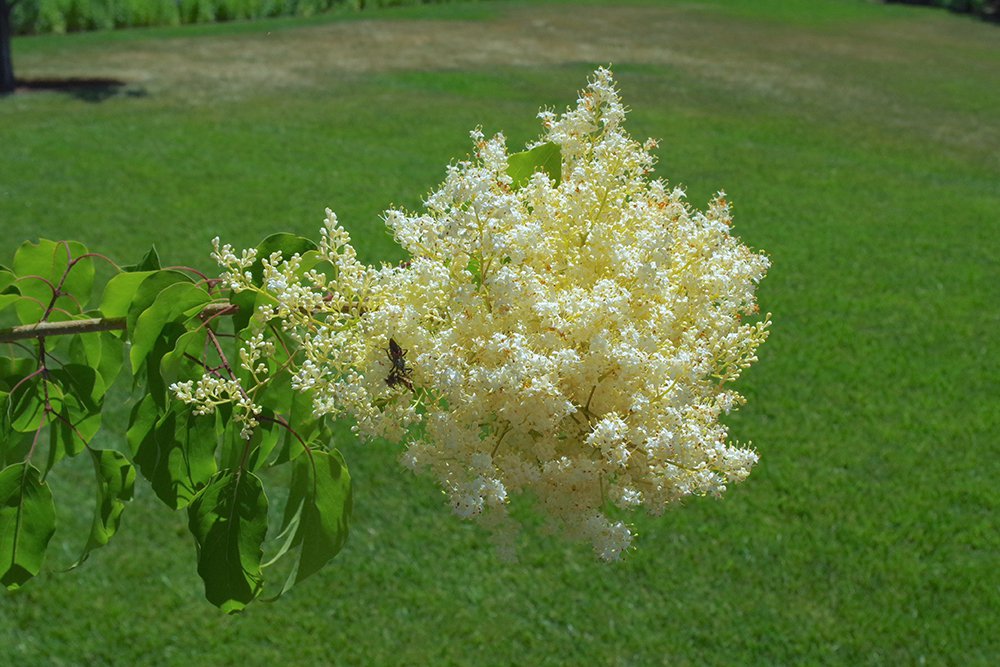 Syringa pekinensis 'Morton' Flowers 1 JWB18.JPG