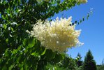 Syringa pekinensis 'Morton' Flowers 2 JWB18.JPG