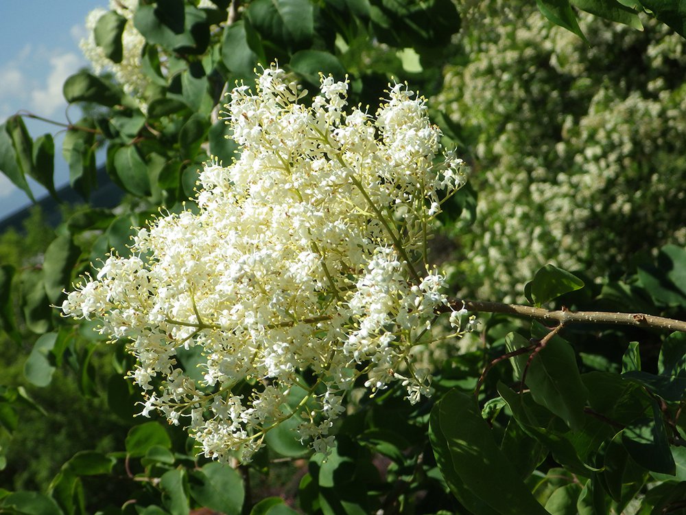 Syringa pekinensis 'Morton' Inflorescence 1 JWB15.JPG