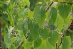 Syringa pekinensis 'Morton' Leaves KDW16.JPG