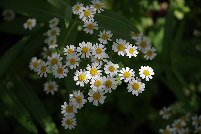 Tanacetum-parthenium-Flower-Summer-HMS23