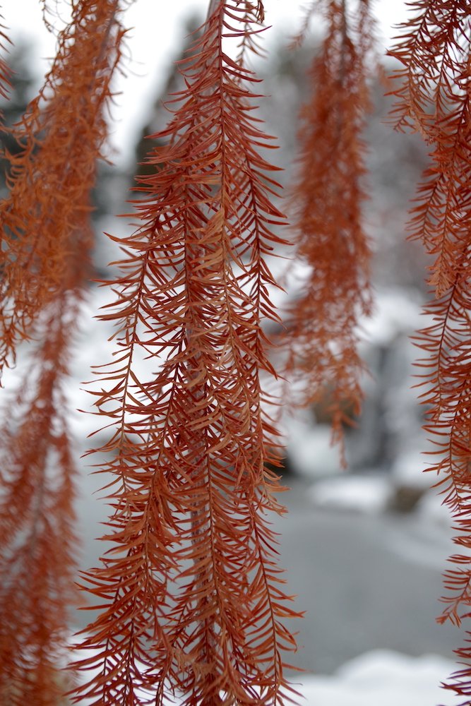 Taxodium-distichum-'Cascade-Falls'-Winter-Leaves-1-HMS19.JPG