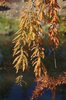 Taxodium distichum 'Cascade Falls' Fall Leaves and Branch JWB14.JPG