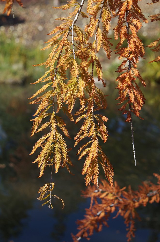 Taxodium distichum 'Cascade Falls' Fall Leaves and Branch JWB14.JPG