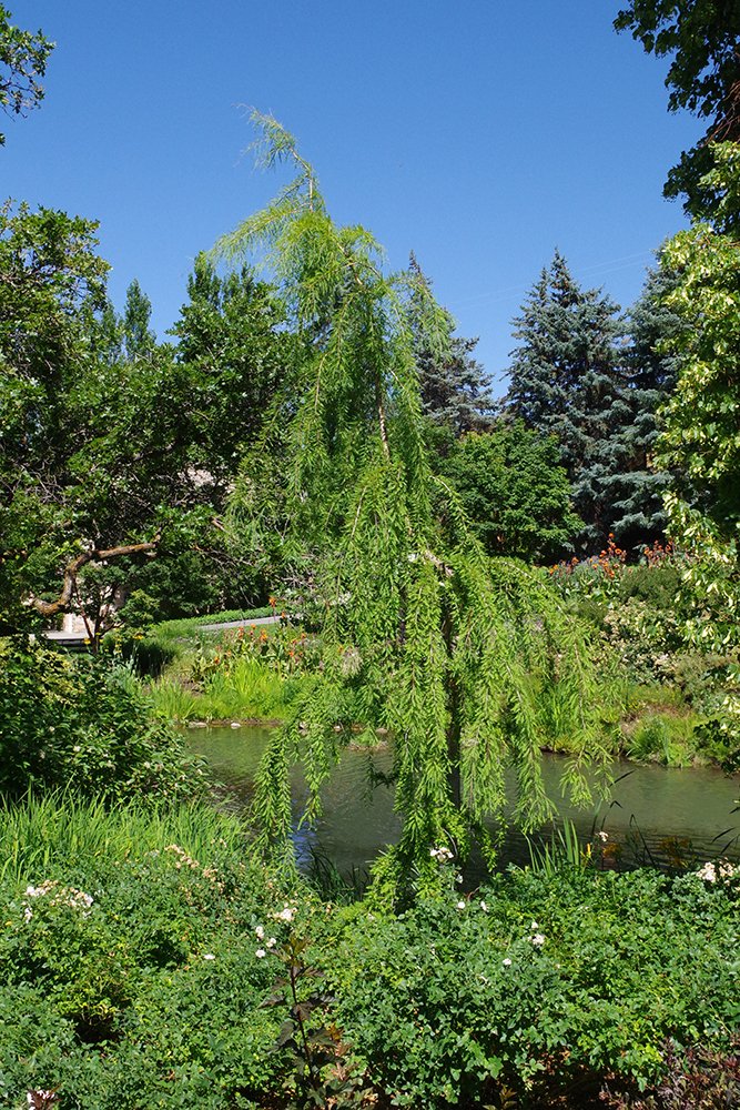 Taxodium distichum 'Cascade Falls' Habit 1 JWB19.JPG