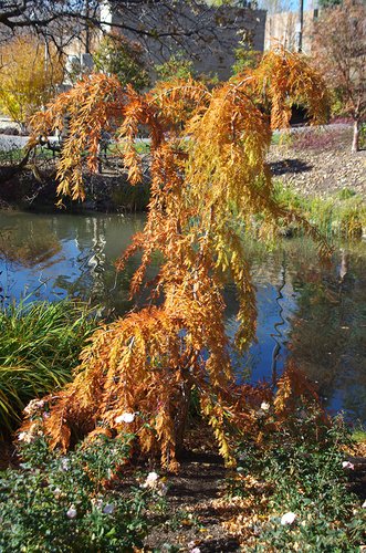 Taxodium distichum 'Cascade Falls' Habit with Fall Foliage JWB14.JPG