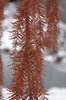 Taxodium distichum 'Cascade Falls' Winter Leaves HMS19.JPG