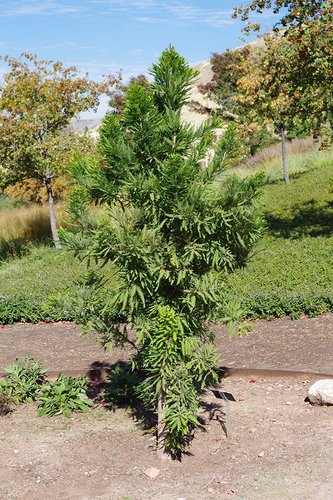 Taxodium distichum 'Peve Minaret' Habit JWB17.JPG