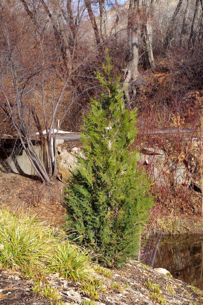 Thuja plicata 'Virescens' Habit 2 HMS18.JPG