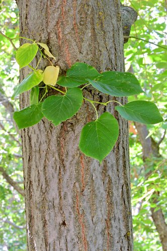 Tilia-cordata-Bark-and-Leaves-1-GLE21.JPG