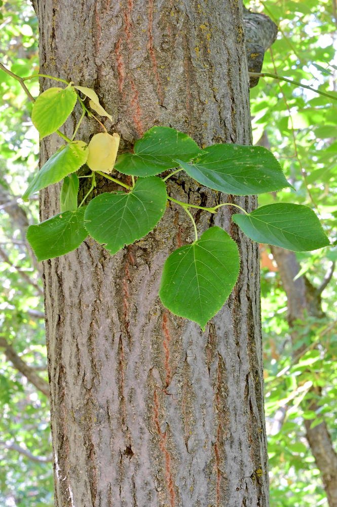 Tilia-cordata-Bark-and-Leaves-1-GLE21.JPG