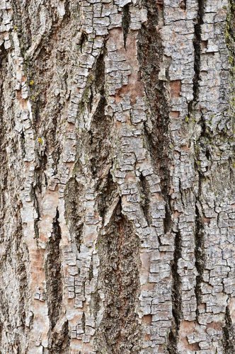 Tilia-cordata-'De-Groot'-Bark-1-GLE21.JPG