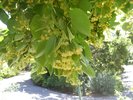 Tilia cordata Flower 1 HMS16.JPG