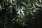 Tilia cordata KDW16.JPG