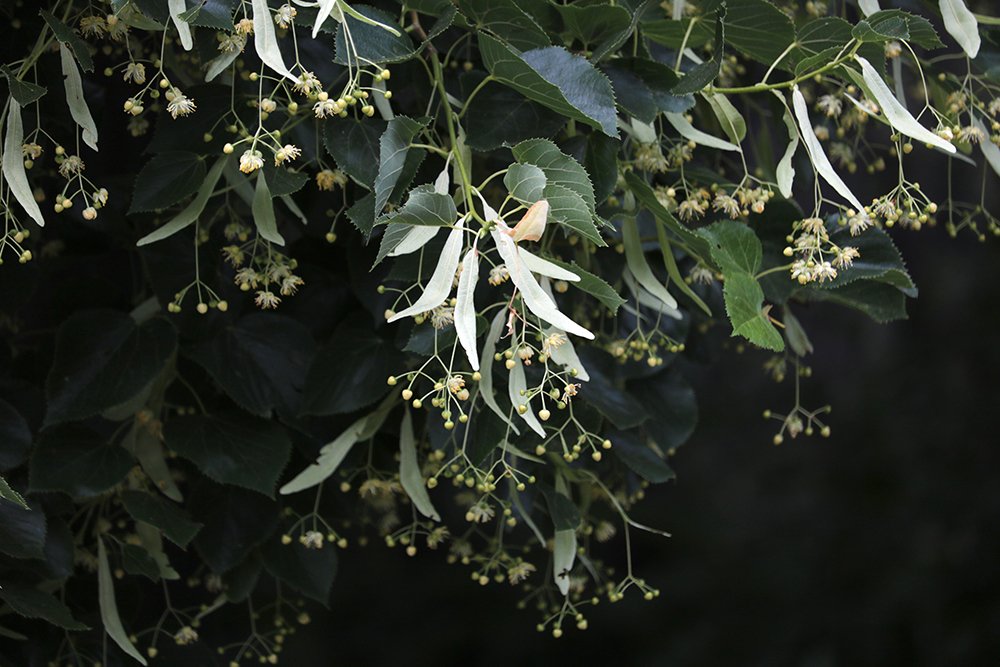 Tilia cordata KDW16.JPG