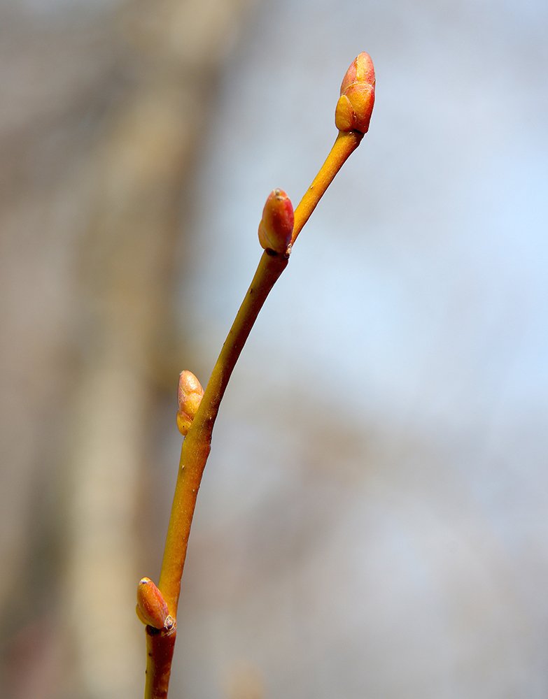 Tilia cordata Leaf Buds JWB14.JPG
