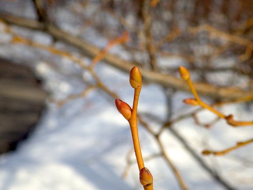 Tilia euchlora Buds HMS16.JPG
