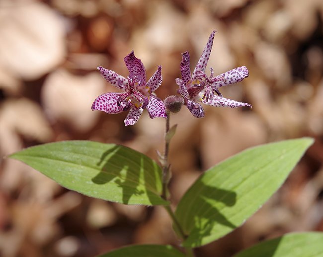 Tricyrtis-x-&#x27;Sinonome&#x27;-Flowers-1-JWB23JPG