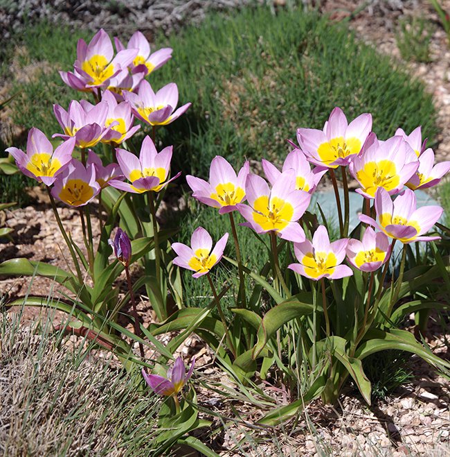 Tulipa-saxatilis-&#x27;Lilac-Wonder&#x27;-Habit-in-Flower-1-JWB22