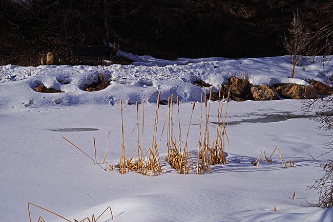 Typha-latifolia-Winter-HMS23