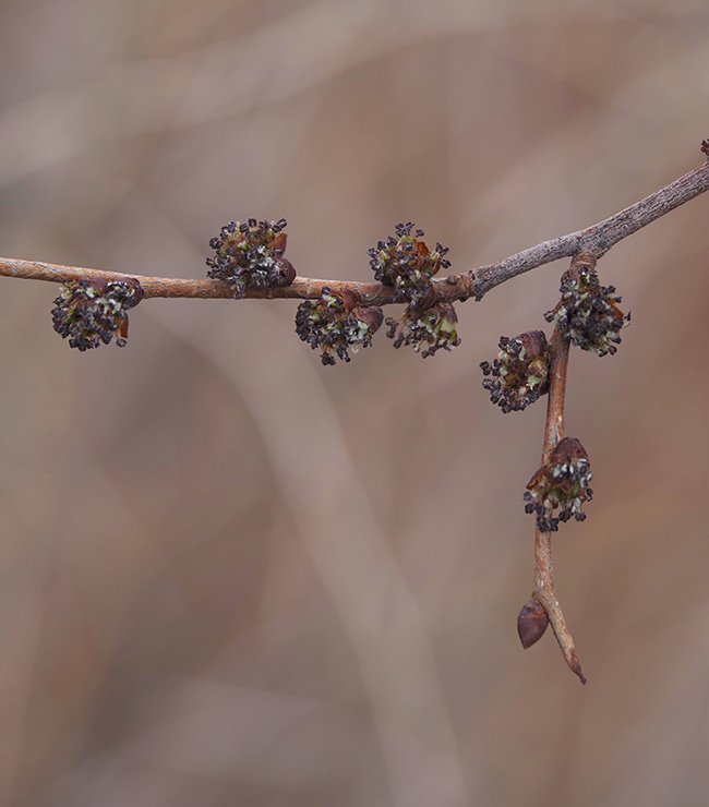 Ulmus-&#x27;Morton&#x27;-Flowers-1-JWB23