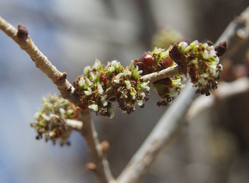 Ulmus 'Morton Glossy' Flowers 2 JWB14.JPG