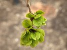 Ulmus 'Morton' Immature Fruits JWB16.JPG