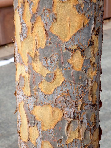 Ulmus parvifolia 'Allee' Bark JWB17.JPG