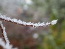 Ulmus parvifolia 'Allee' Hoar Frost JWB17.JPG