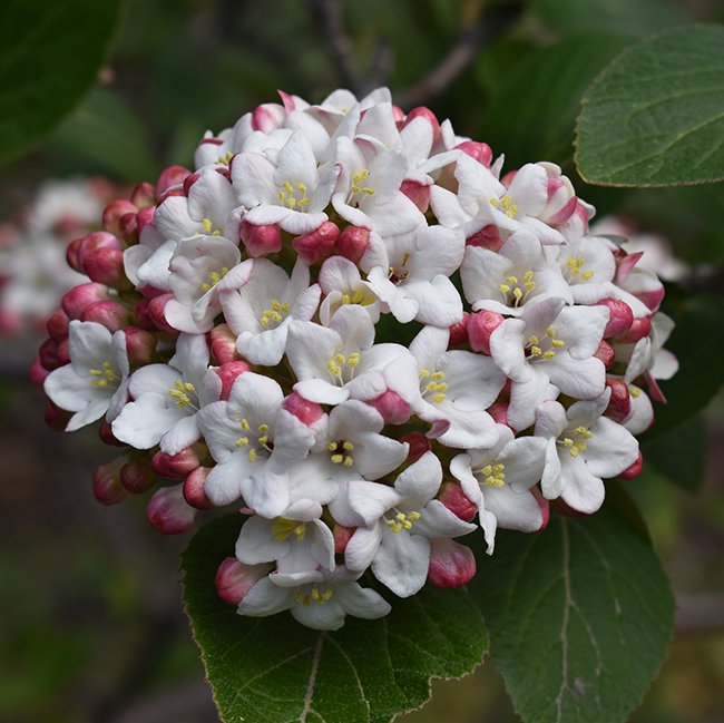 Viburnum-carlesii-Flowers-1-JWB21.JPG