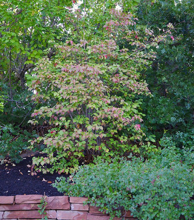 Viburnum-lentago-Early-Fall-Color-1-JWB23