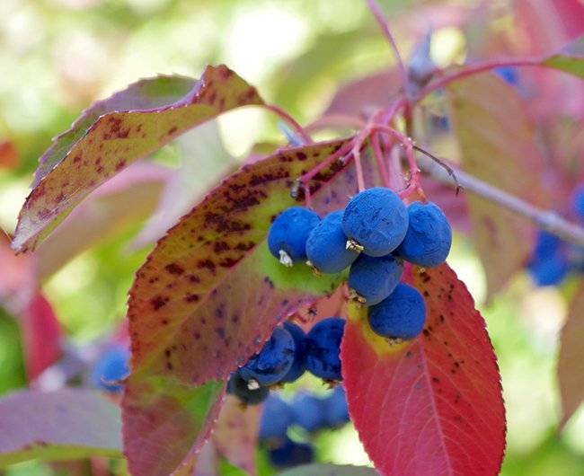 Viburnum-lentago-Fruits-1-JWB21.JPG