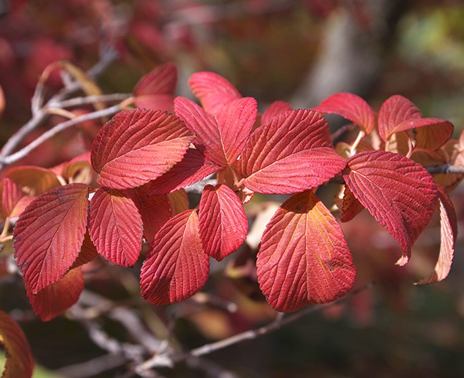 Viburnum-plicatum-f.-tomentosum-&#x27;Shasta&#x27;-Fall-Color-2-JWB22