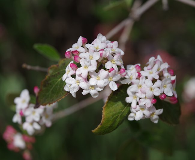 Viburnum-x-burkwoodii-&#x27;Mohawk&#x27;-Flowers-2-JWB23