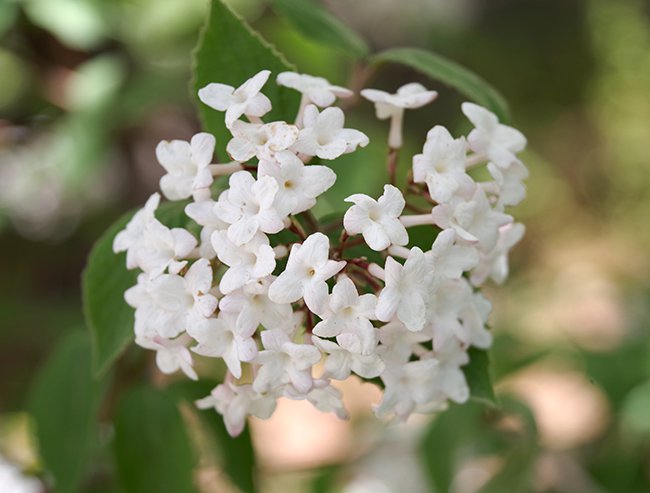 Viburnum-x-juddii-Flowers-1-JWB22