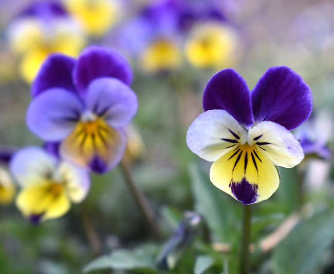 Viola-tricolor-Flowers-3-JWB21.JPG