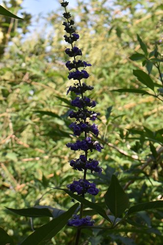 Vitex-agnus-castus-Flower-Summer-8-HMS21.JPG